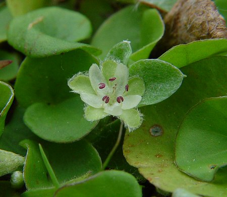 Dichondra_carolinensis_flower.jpg