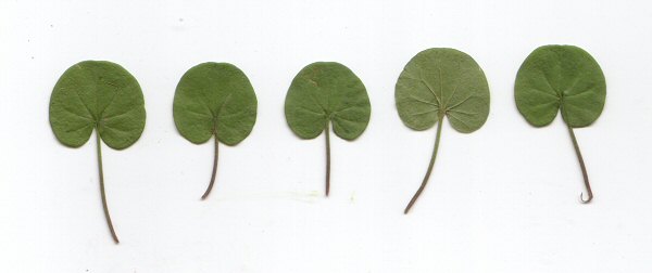 Dichondra_carolinensis_leaves.jpg