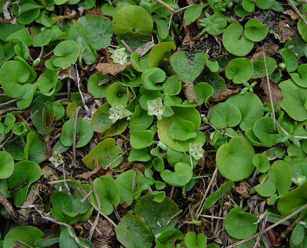 Dichondra_carolinensis_plant.jpg