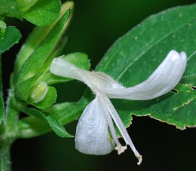 Dicliptera_brachiata_flower.jpg