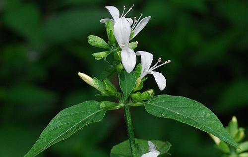 Dicliptera_brachiata_inflorescence.jpg