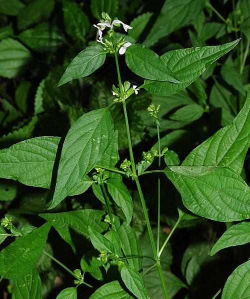 Dicliptera_brachiata_plant.jpg