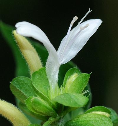 Dicliptera_brachiata_sepals.jpg