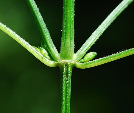 Dicliptera_brachiata_stem.jpg