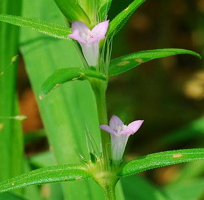 Diodia_teres_flowers.jpg