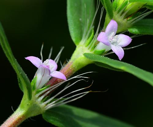 Diodia_teres_flowers2.jpg