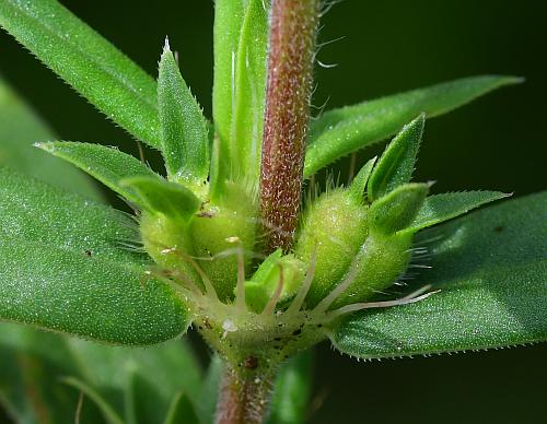 Diodia_teres_fruits.jpg