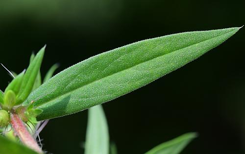 Diodia_teres_leaf1.jpg