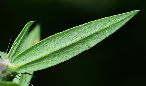 Diodia_teres_leaf2.jpg