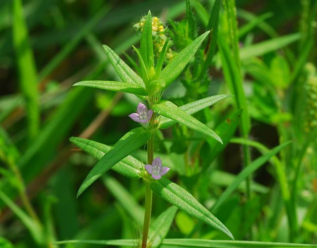 Diodia_teres_plant.jpg