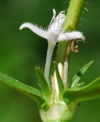 Diodia_virginiana_calyx.jpg