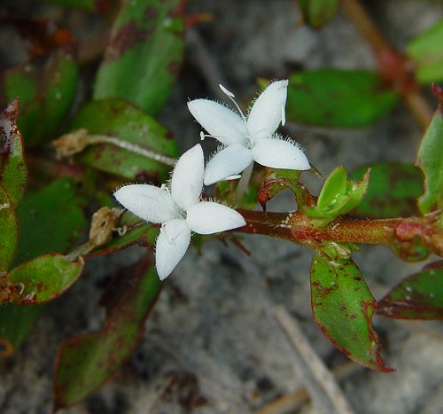 Diodia_virginiana_corolla1.jpg