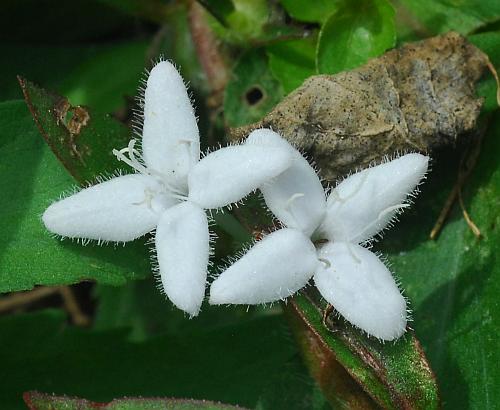 Diodia_virginiana_corollas.jpg