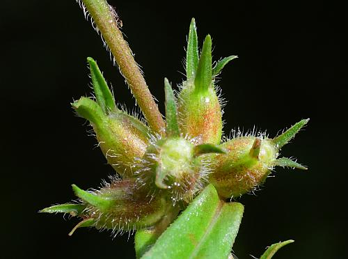 Diodia_virginiana_fruits.jpg