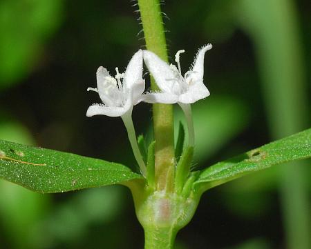 Diodia_virginiana_inflorescence.jpg