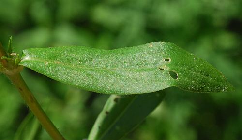 Diodia_virginiana_leaf1.jpg