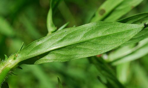 Diodia_virginiana_leaf2.jpg