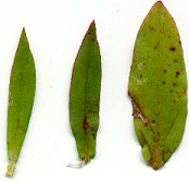 Diodia_virginiana_leaves.jpg