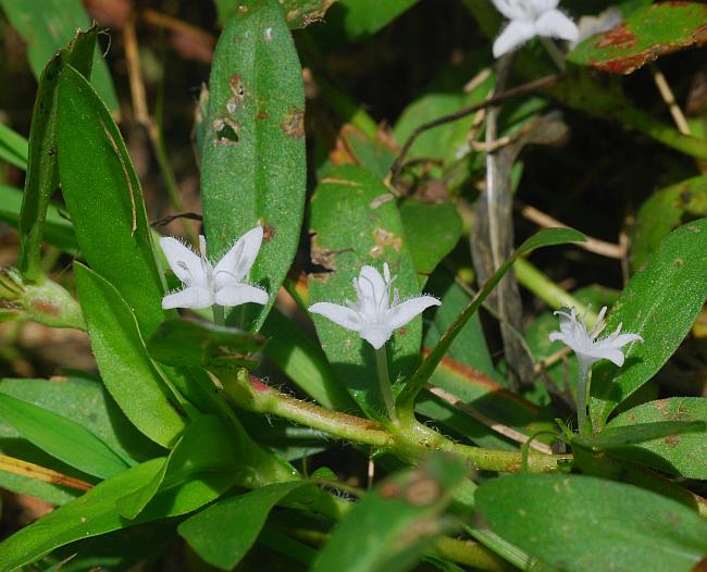 Diodia_virginiana_plant.jpg