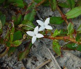 Diodia virginiana thumbnail