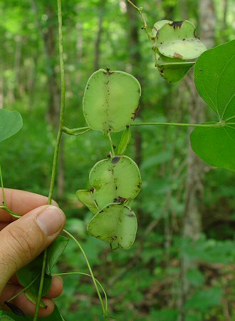 Dioscorea_quaternata_fruits.jpg