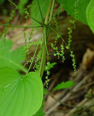 Dioscorea_quaternata_inflorescence.jpg