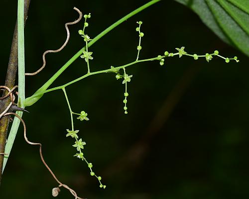 Dioscorea_quaternata_inflorescence1.jpg