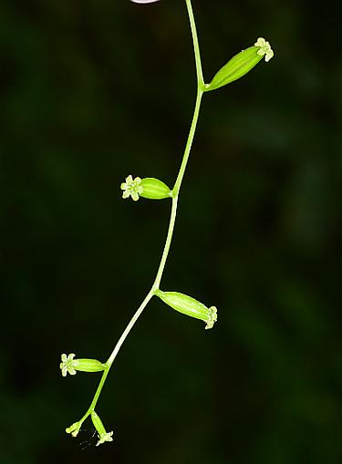 Dioscorea_quaternata_inflorescence2.jpg