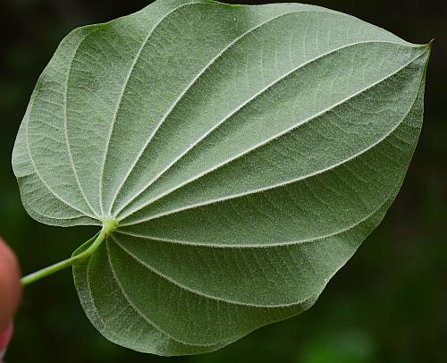 Dioscorea_quaternata_leaf2.jpg