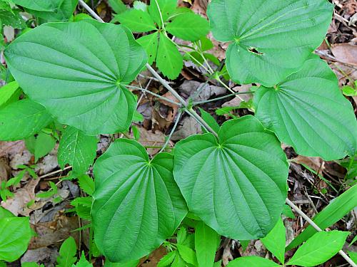 Dioscorea_quaternata_leaves1.jpg