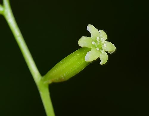 Dioscorea_quaternata_pistillate.jpg