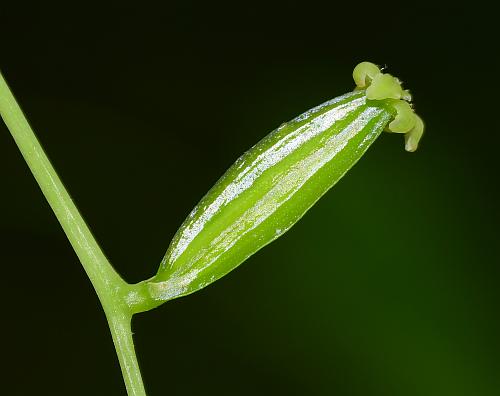 Dioscorea_quaternata_pistillate2.jpg