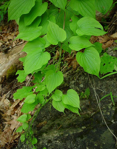 Dioscorea_quaternata_plant.jpg