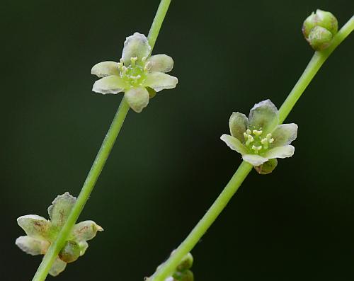 Dioscorea_quaternata_staminate.jpg