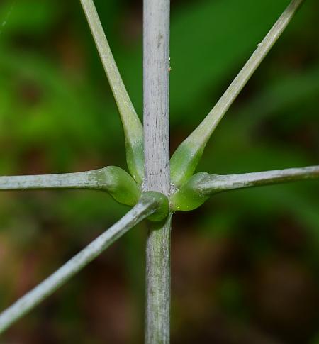 Dioscorea_quaternata_stem.jpg