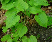 Dioscorea quaternata thumbnail