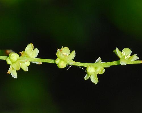 Dioscorea_villosa_flowers1.jpg