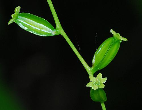 Dioscorea_villosa_flowers2.jpg