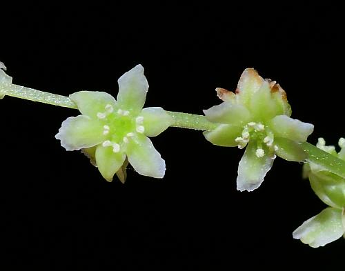 Dioscorea_villosa_flowers3.jpg