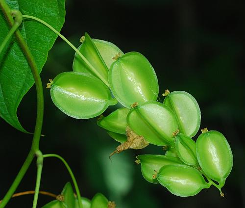 Dioscorea_villosa_fruits.jpg