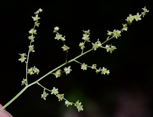 Dioscorea_villosa_inflorescence1.jpg