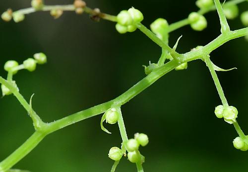 Dioscorea_villosa_inflorescence1a.jpg