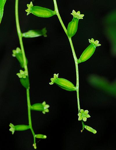 Dioscorea_villosa_inflorescence2.jpg