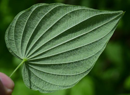 Dioscorea_villosa_leaf2.jpg