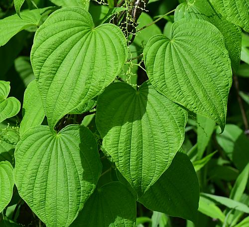 Dioscorea_villosa_leaves1.jpg