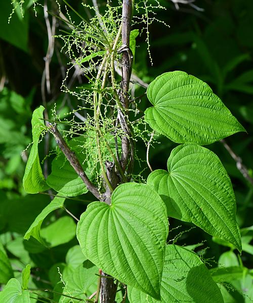 Dioscorea_villosa_plant.jpg