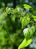 Dioscorea villosa thumbnail