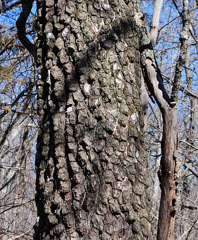 Diospyros_virginiana_bark.jpg