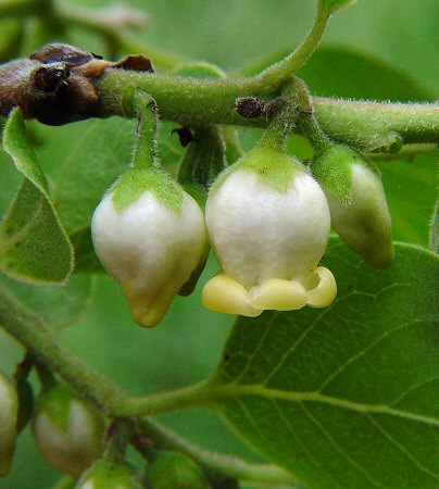 Diospyros_virginiana_flowers.jpg