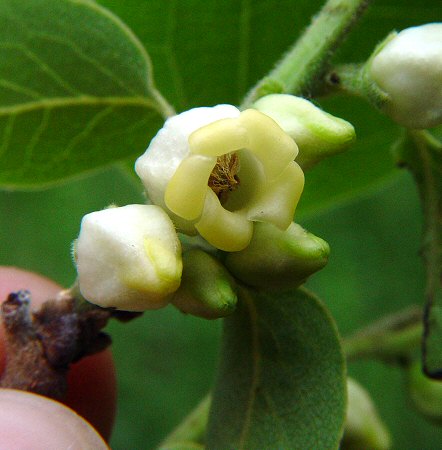 Diospyros_virginiana_flowers2.jpg